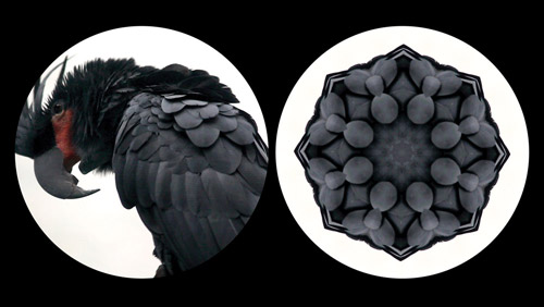 Cuerpo-Leslie-Thornton-Black-Parrot