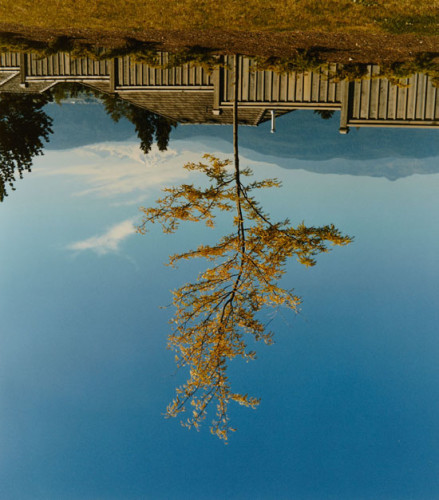 Rodney Graham, Tree on the Former Site of Camera Obscura (Árbol en el antiguo lugar de la cámara oscura), 1996, Cortesía del artista y Kadist Art Foundation