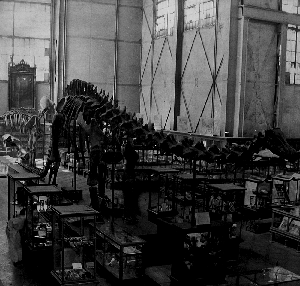 Museo de Historia Natural (1913-63). Cortesía del Museo del Chopo