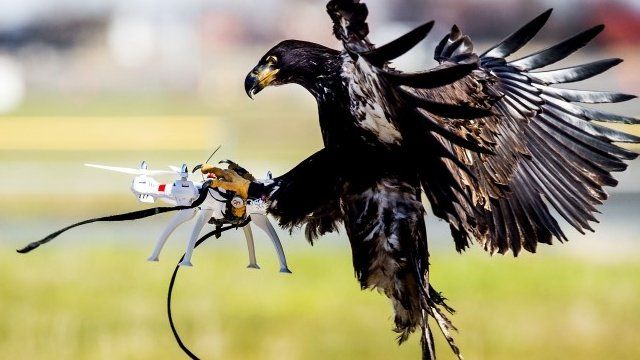 2-bbc-eagles-drones