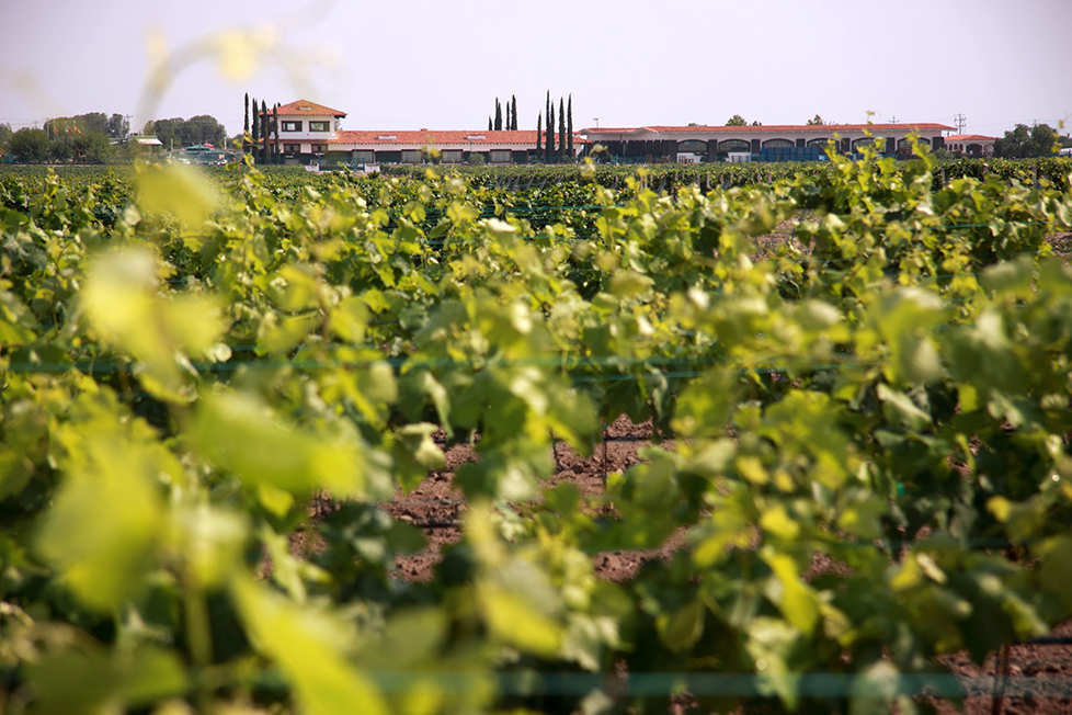 queretaro vinos freixenet