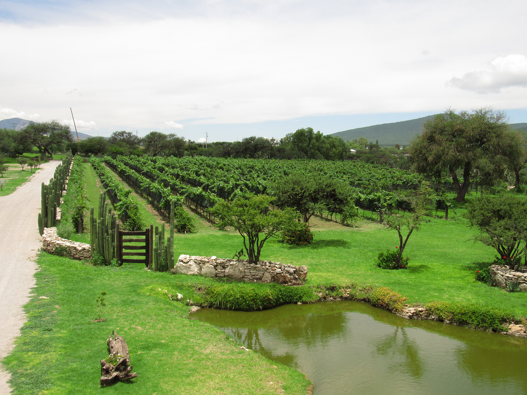 tequisquiapan viñedos